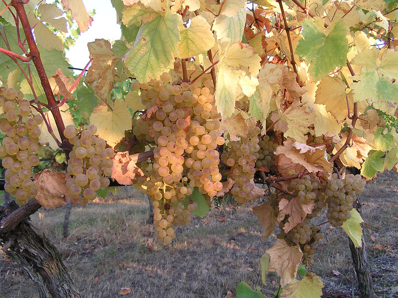 cahcticky-vinohrad1.jpg